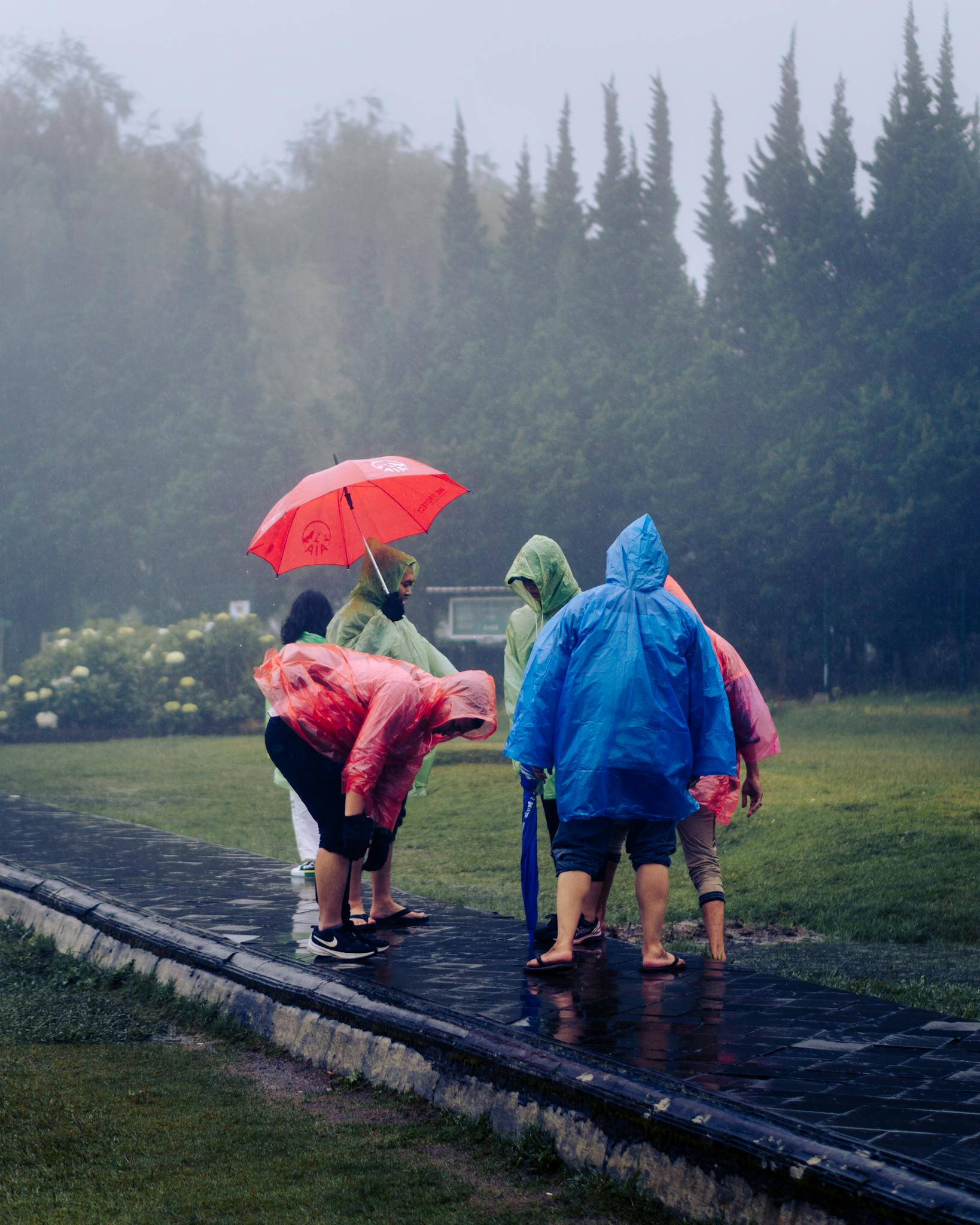 Group of people in colorful raincoats with an umbrella during rain in a lush park setting.
